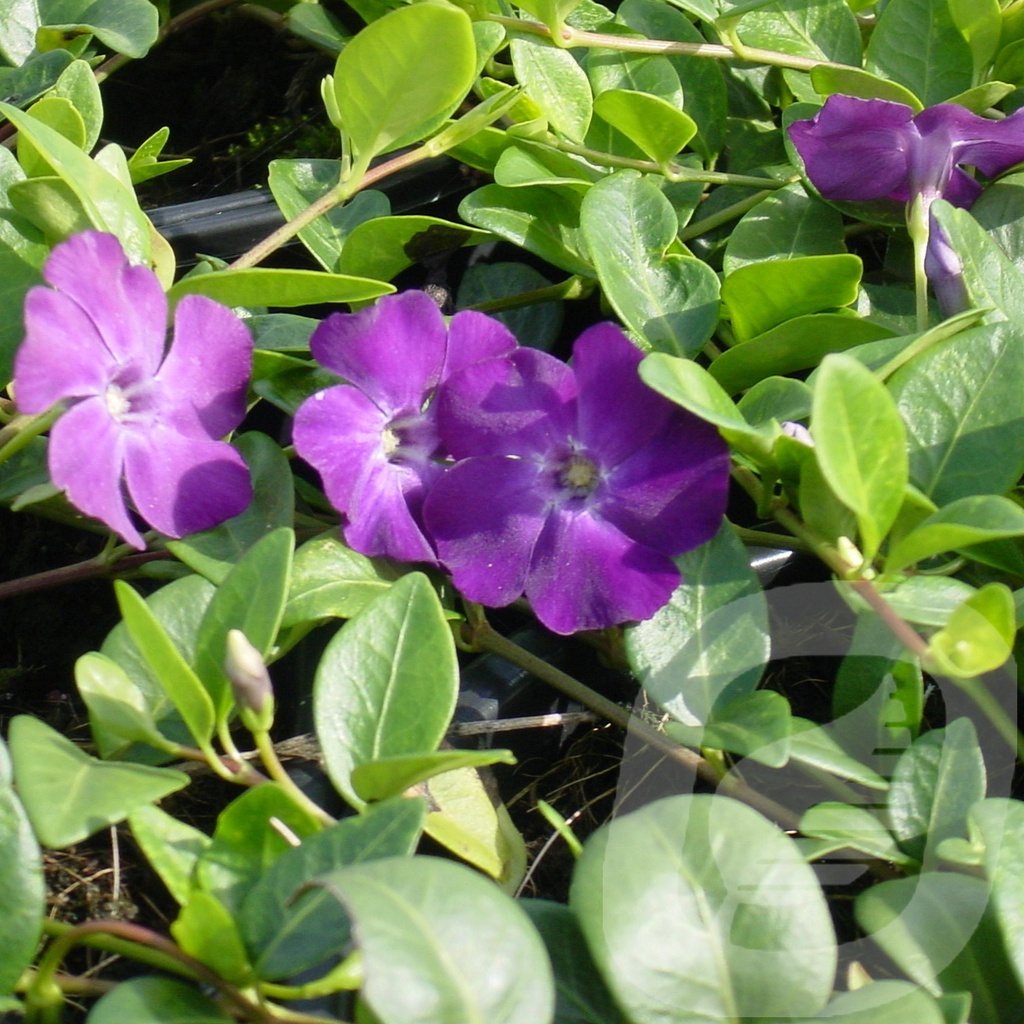 Vinca minor 'Atropurpurea'