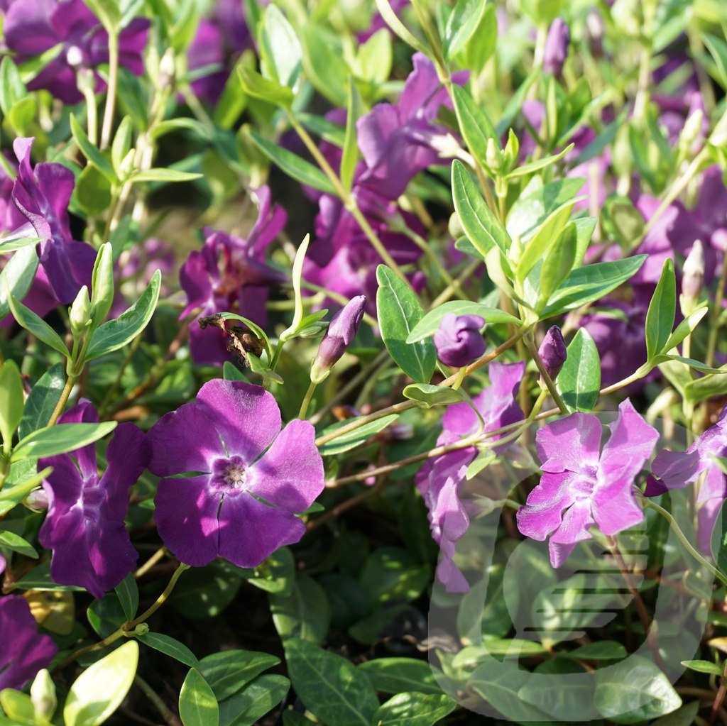 Vinca minor 'Atropurpurea'