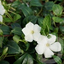 Vinca minor 'Alba'