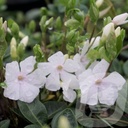 Vinca minor 'Alba'