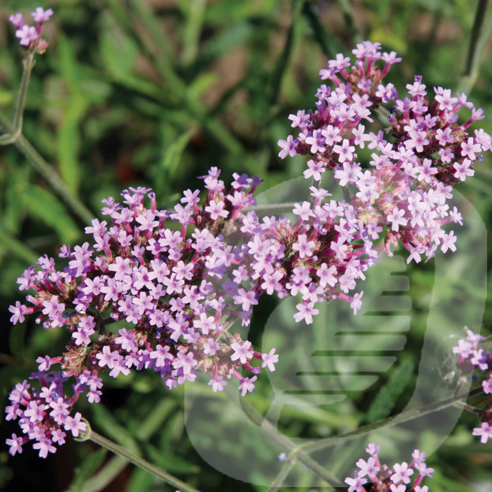 Verbena 'Lollipop'®