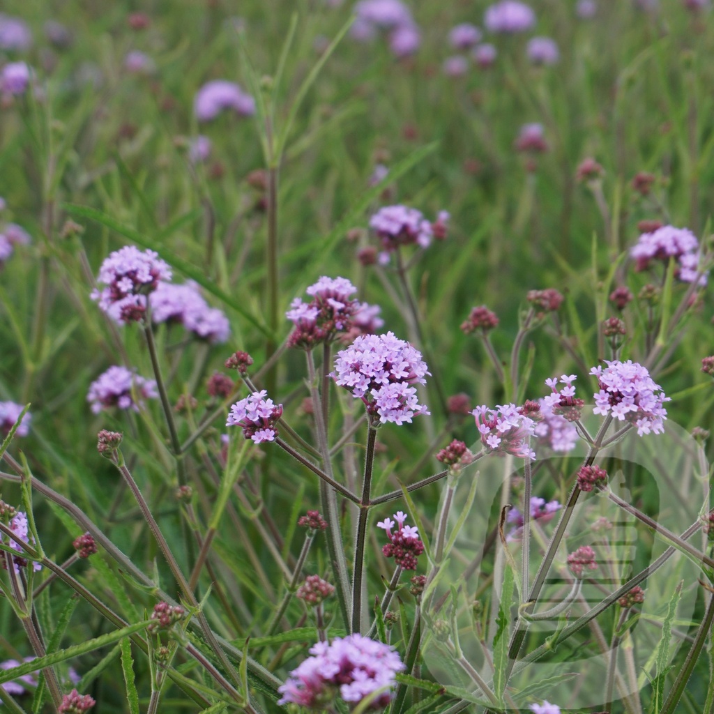 Verbena 'Lollipop'®