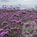 Verbena bonariensis