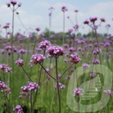 Verbena bonariensis