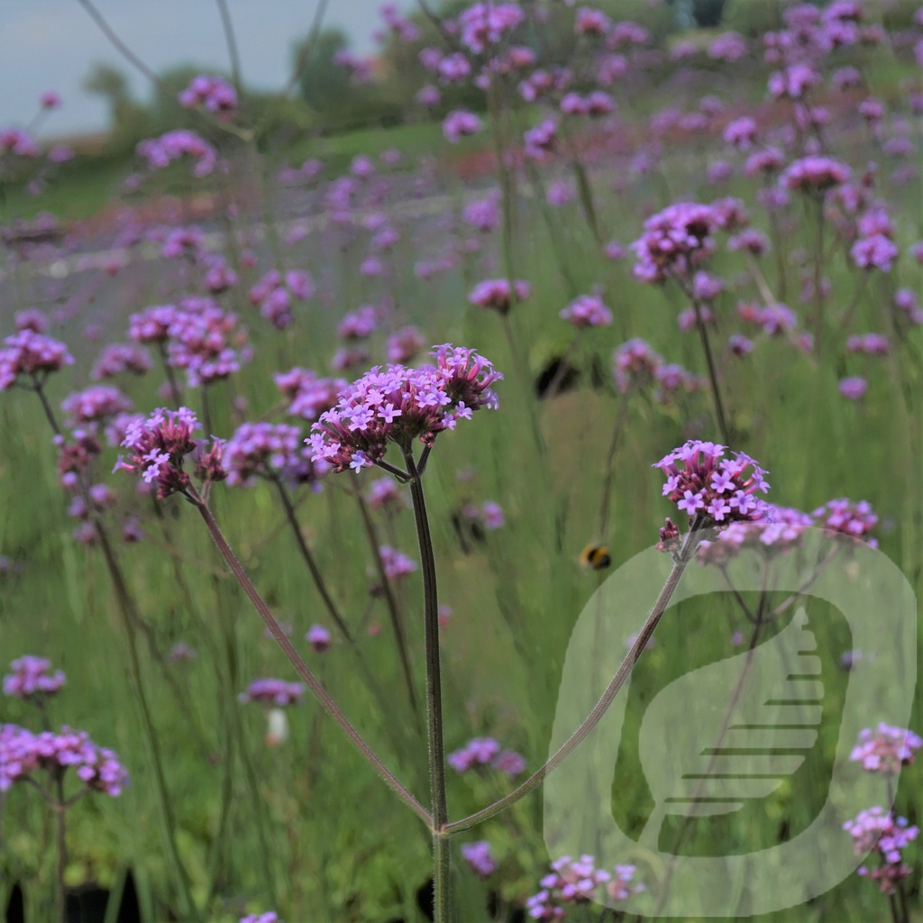 Verbena bonariensis