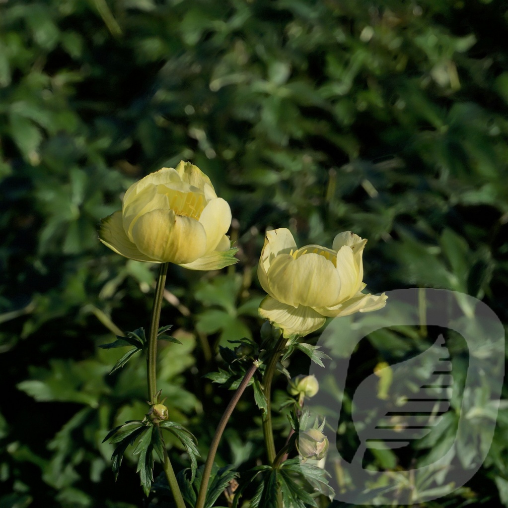 Trollius 'Cheddar'