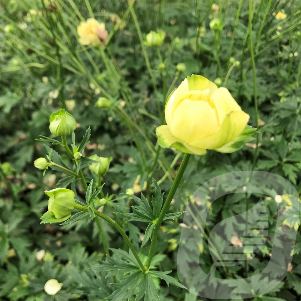 Trollius 'Cheddar'