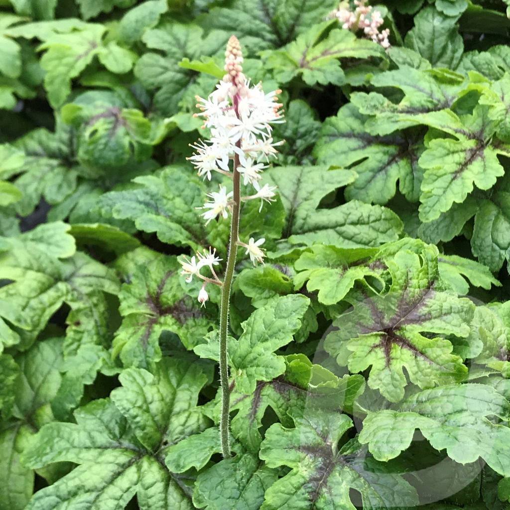 Tiarella 'Jeepers Creepers'®