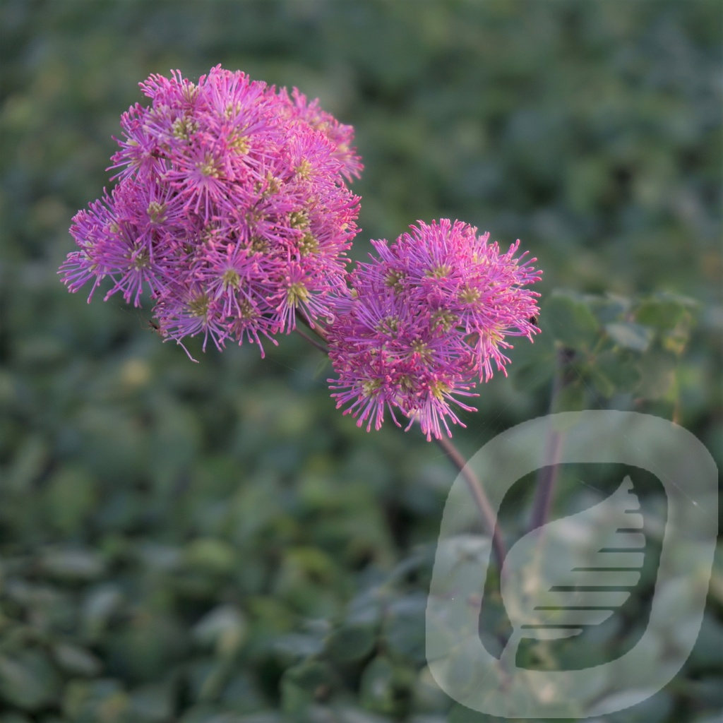 Thalictrum 'Little Pinkie'®