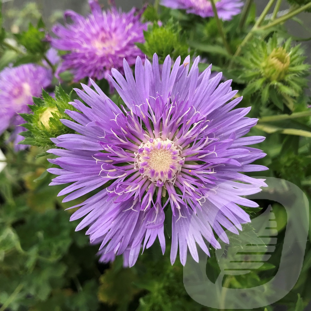 Stokesia 'Mel's Blue'®