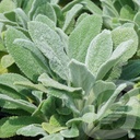 Stachys byzantina 'Silver Carpet'