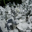 Senecio 'Angel Wings'®