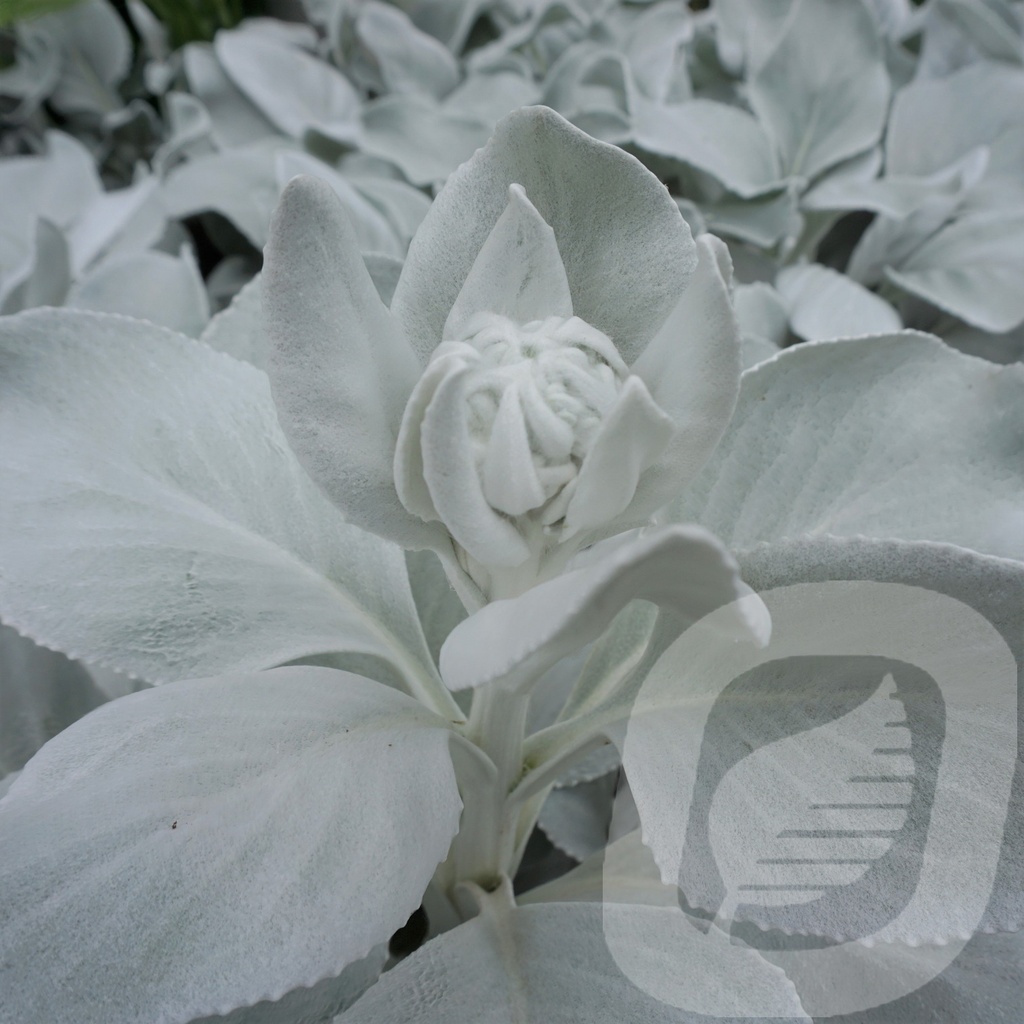 Senecio 'Angel Wings'®