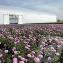 Scabiosa colum. 'Pink Mist'