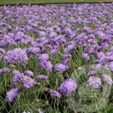 Scabiosa colum. 'Butterfly Blue'