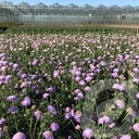 Scabiosa colum. 'Butterfly Blue'