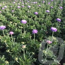 Scabiosa colum. 'Mariposa Blue'