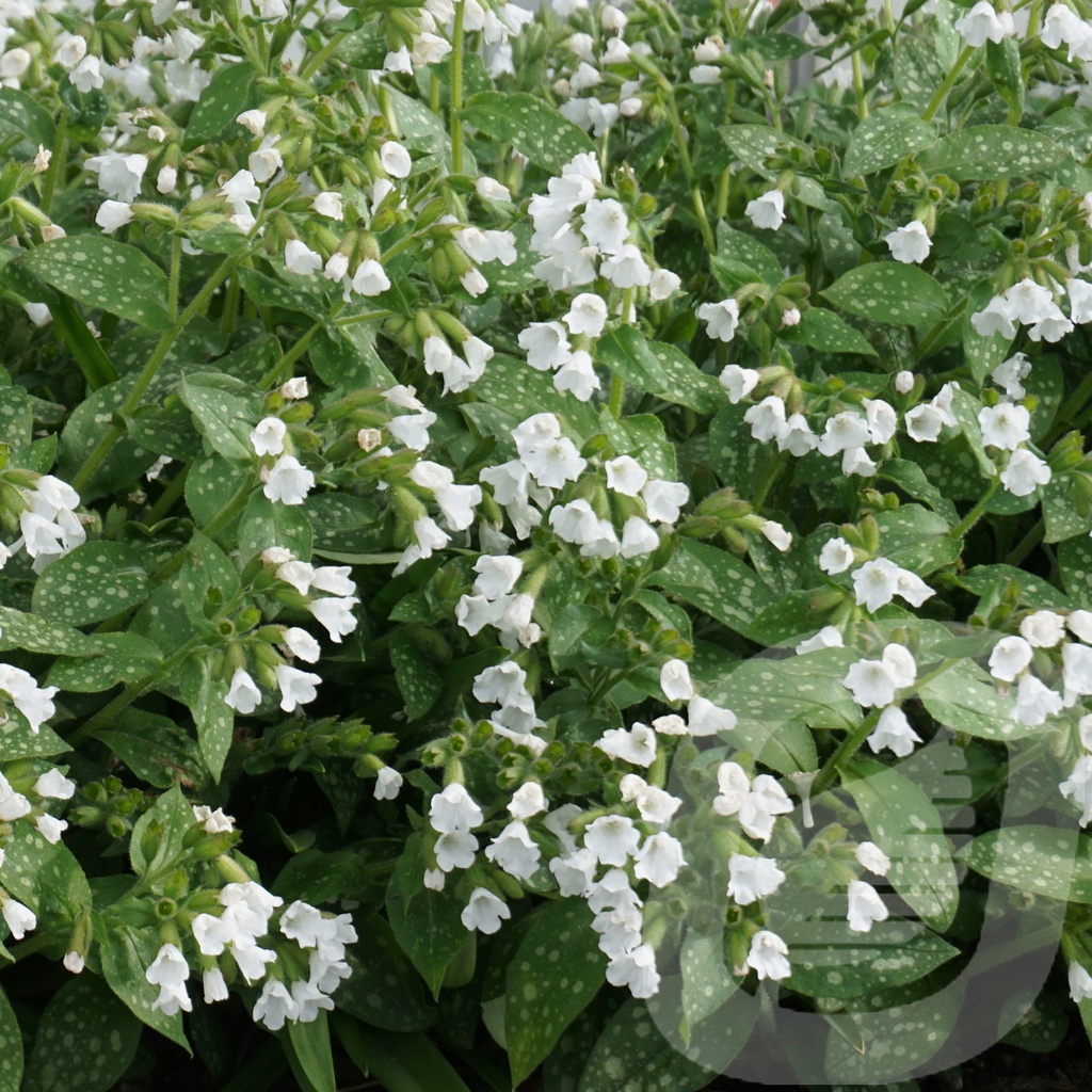 Pulmonaria 'Sissinghurst White'