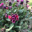 Pulmonaria 'Raspberry Splash'