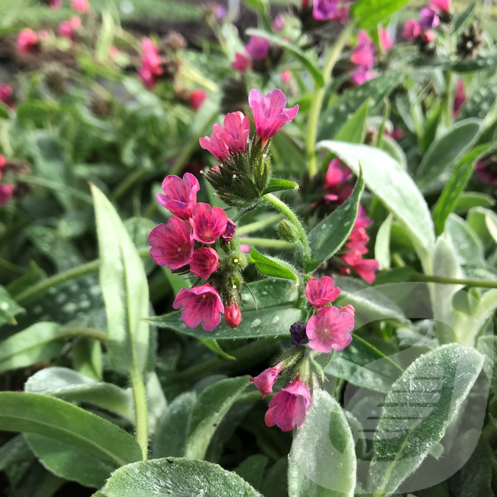 Pulmonaria 'Raspberry Splash'