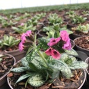 Pulmonaria 'Pretty in Pink'®