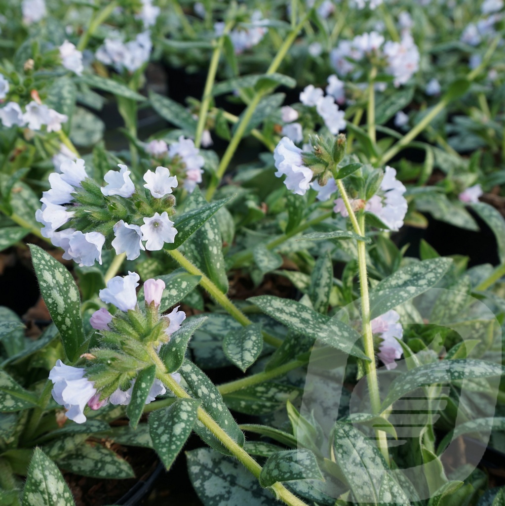 Pulmonaria 'Opal'®