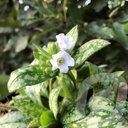 Pulmonaria 'Opal'®