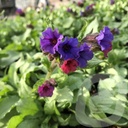 Pulmonaria 'Diana Clare'