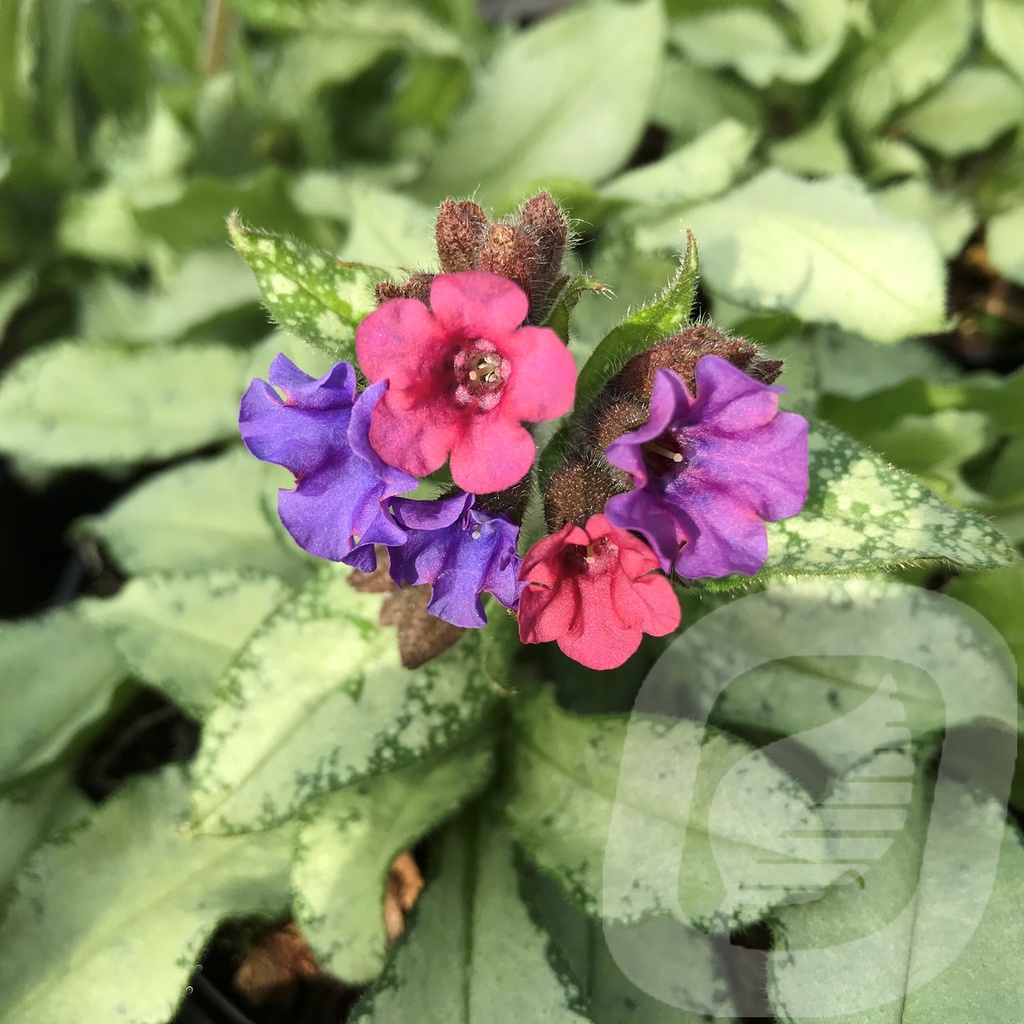 Pulmonaria 'Diana Clare'