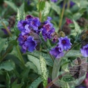 Pulmonaria 'Diana Clare'