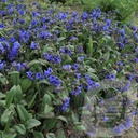 Pulmonaria 'Blue Ensign'