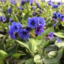 Pulmonaria 'Blue Ensign'