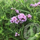 Verbena 'Lollipop'®