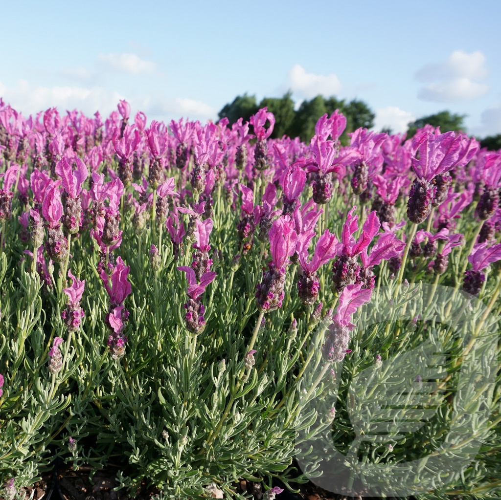 Lavandula 'The Princess Lavender'®