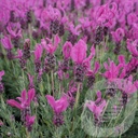 Lavandula 'The Princess Lavender'®