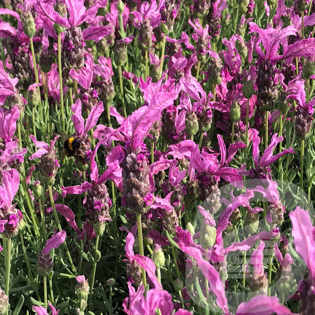 Lavandula 'The Princess Lavender'®