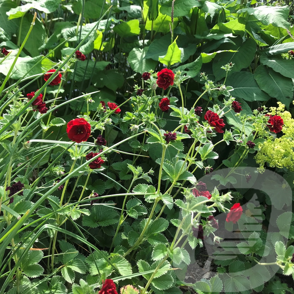 Potentilla hybr. 'Volcan'