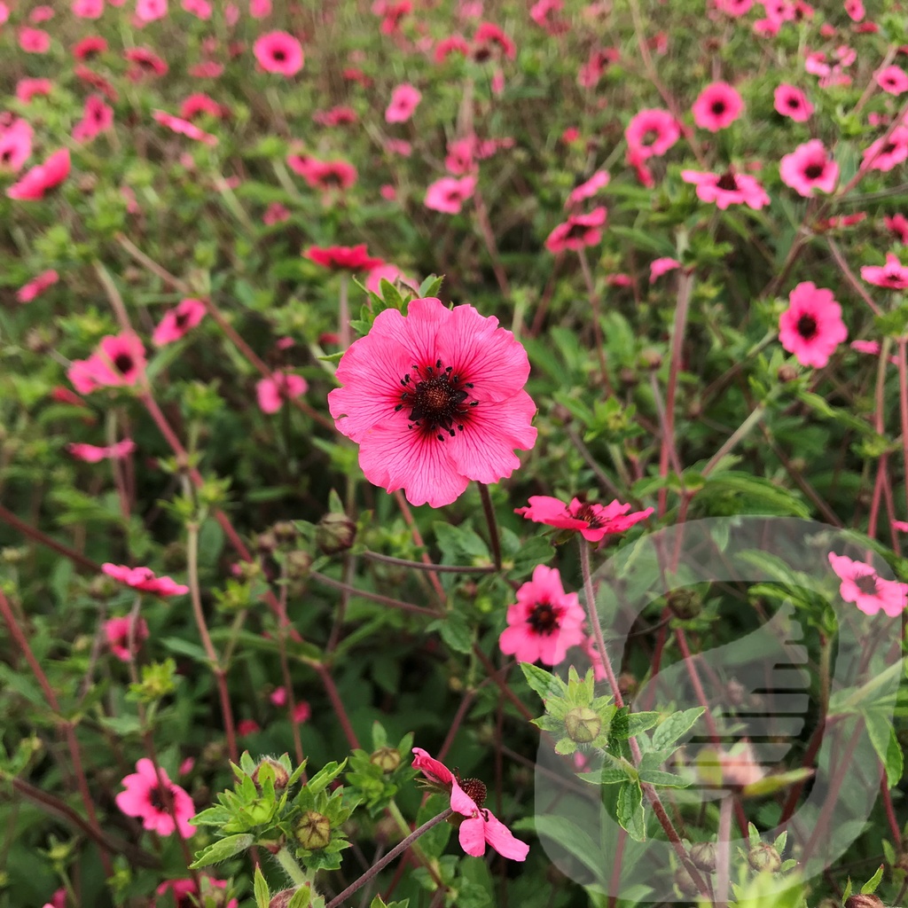 Potentilla nepalensis 'Miss Willmott'