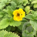 Potentilla 'Mont d'Or'