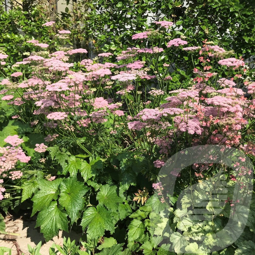 Pimpernella major 'Rosea'