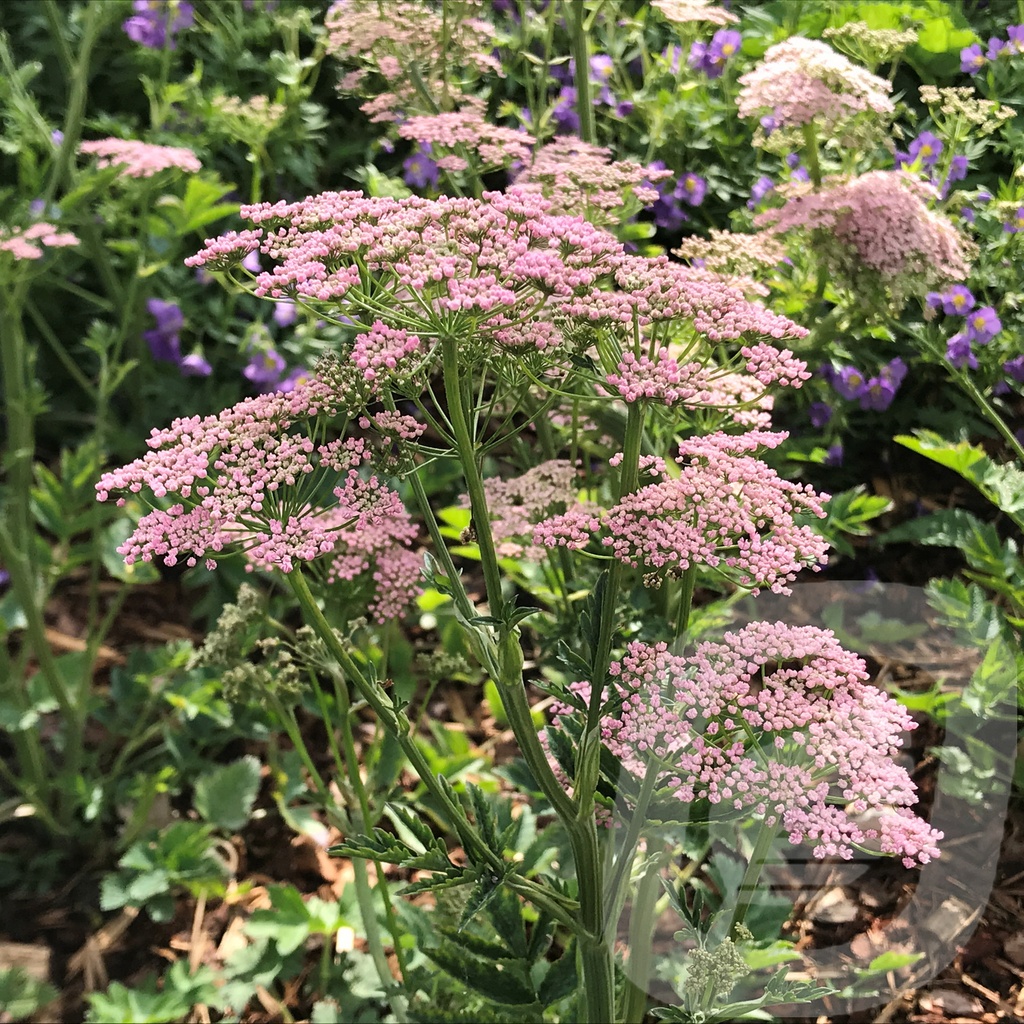 Pimpernella major 'Rosea'