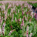 Persicaria affinis 'Superba'