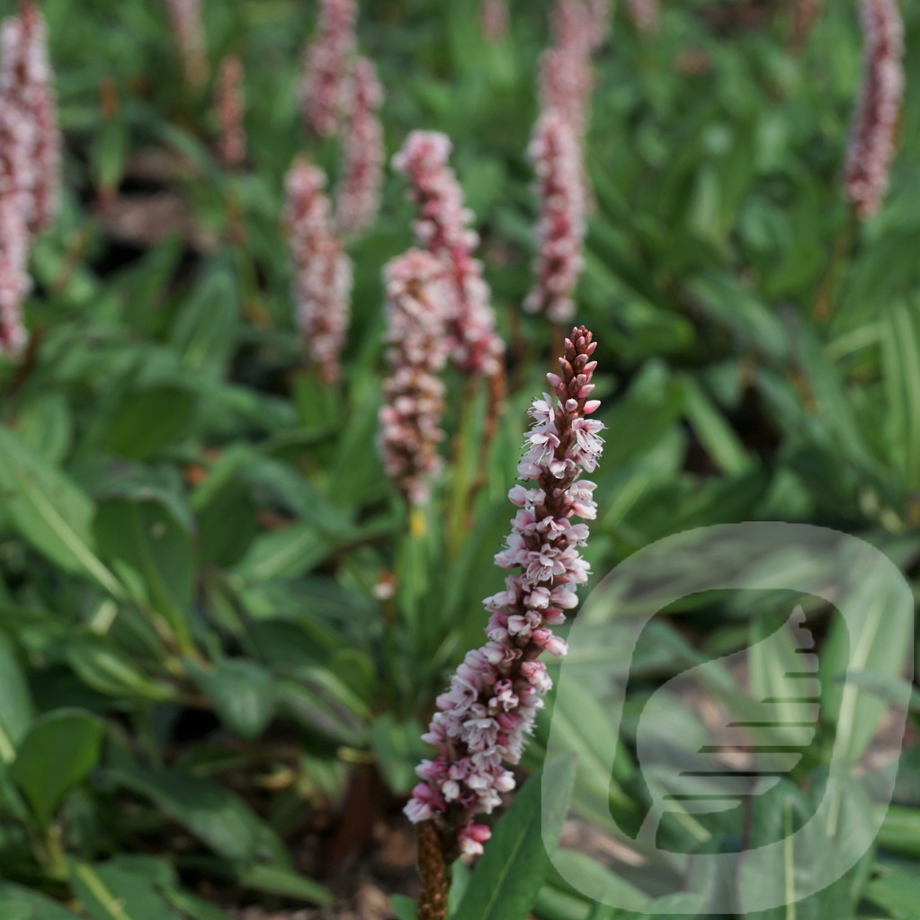 Persicaria affinis 'Superba'