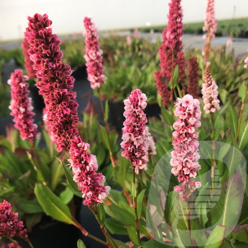 Persicaria affinis 'Kabouter'