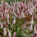 Persicaria affinis 'Darjeeling Red'