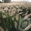 Pennisetum alop. 'Hameln'