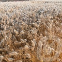 Pennisetum alop. 'Hameln'