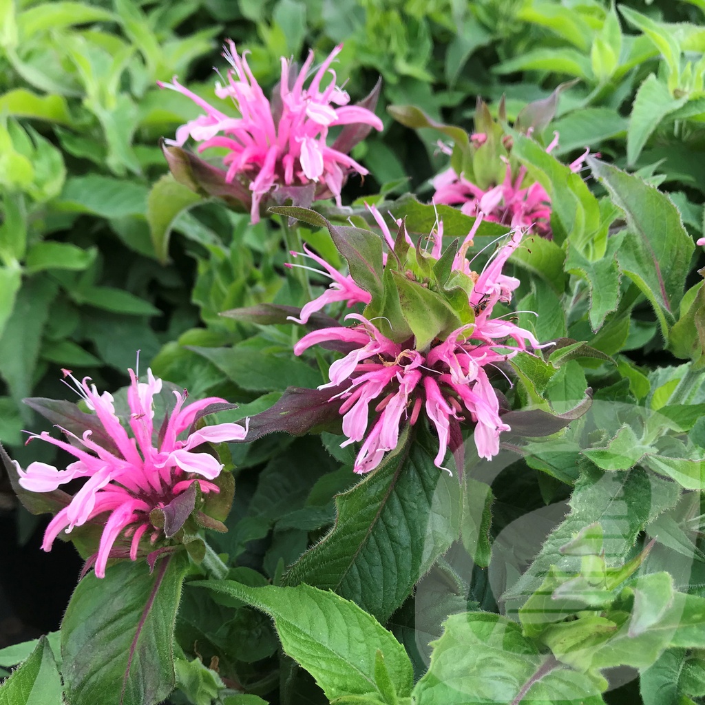 Monarda didyma 'Balmy Pink'