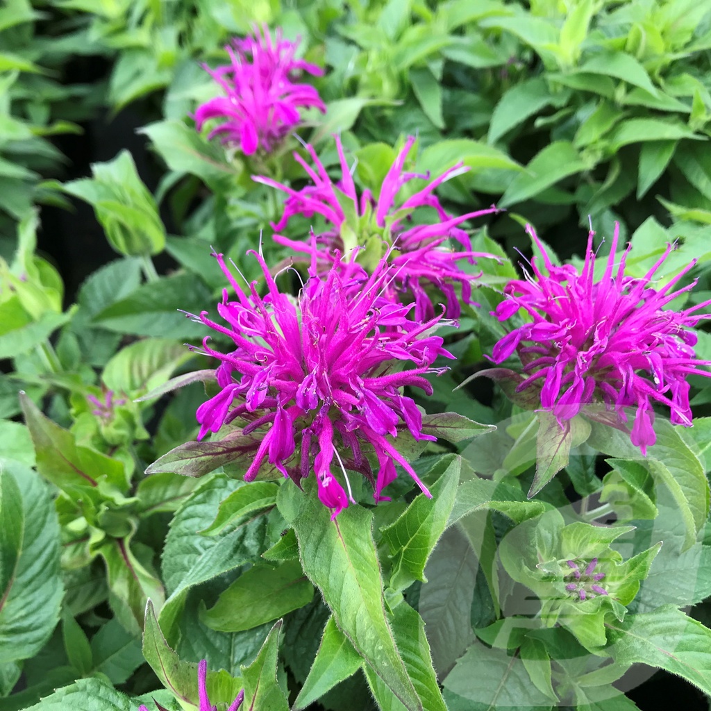 Monarda didyma 'Balmy Lilac'