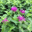 Monarda didyma 'Balmy Lilac'